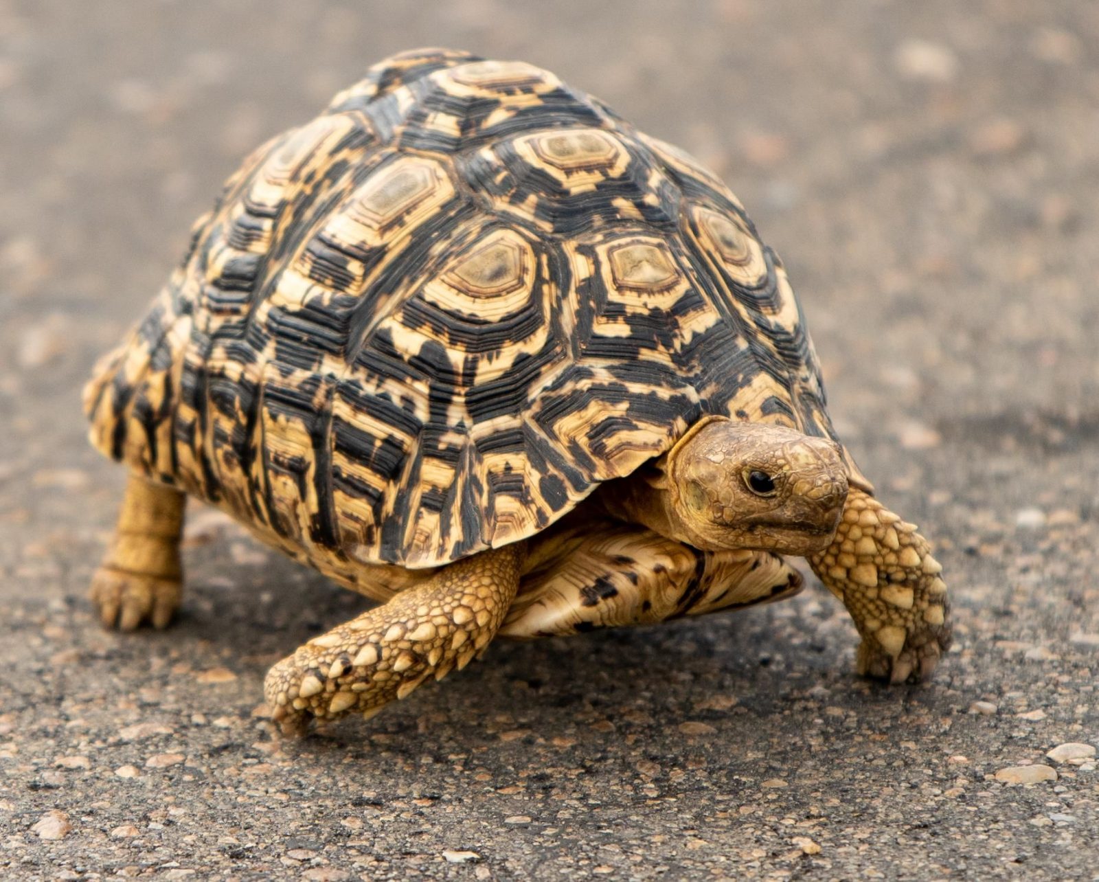 Tortoise