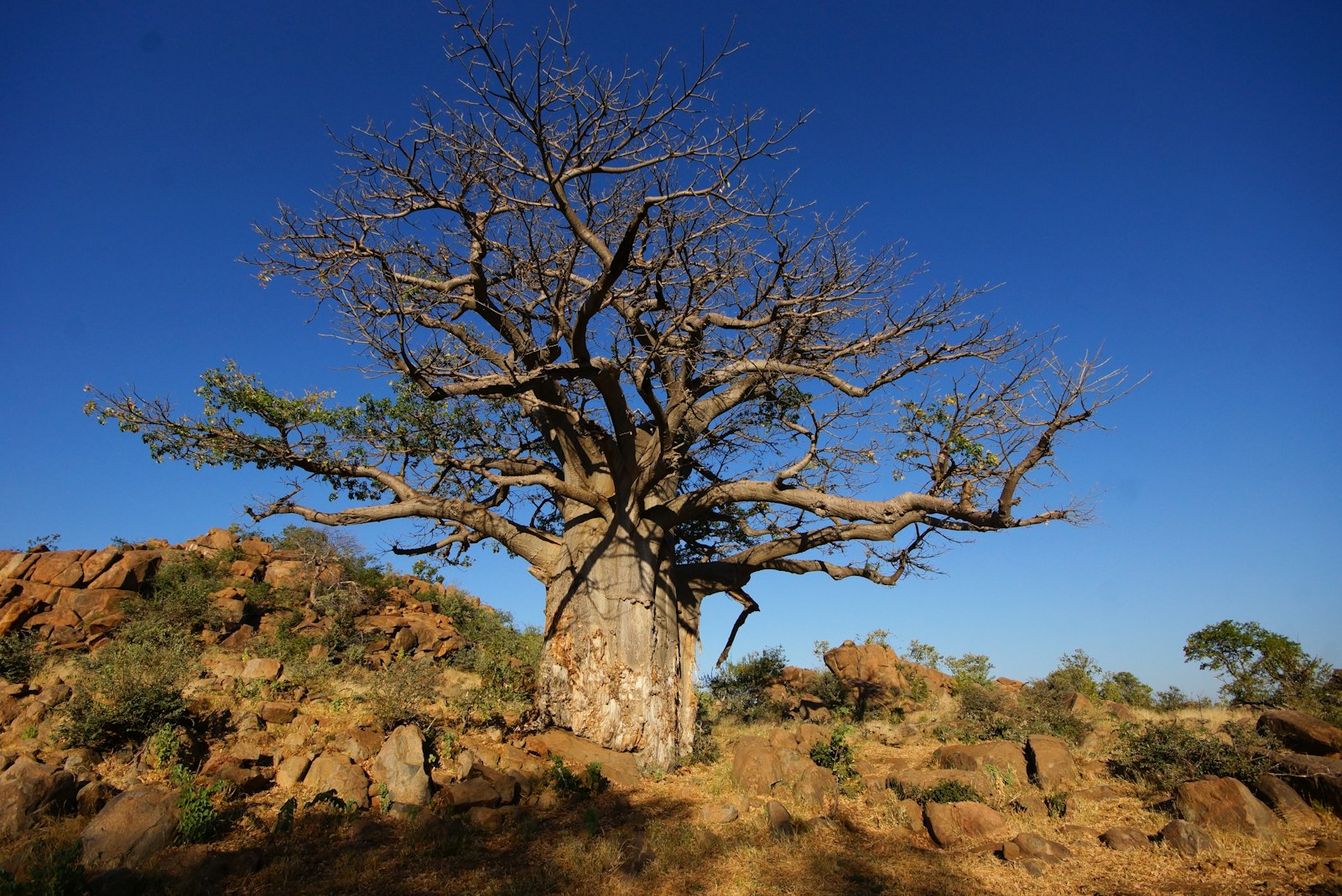 Tree