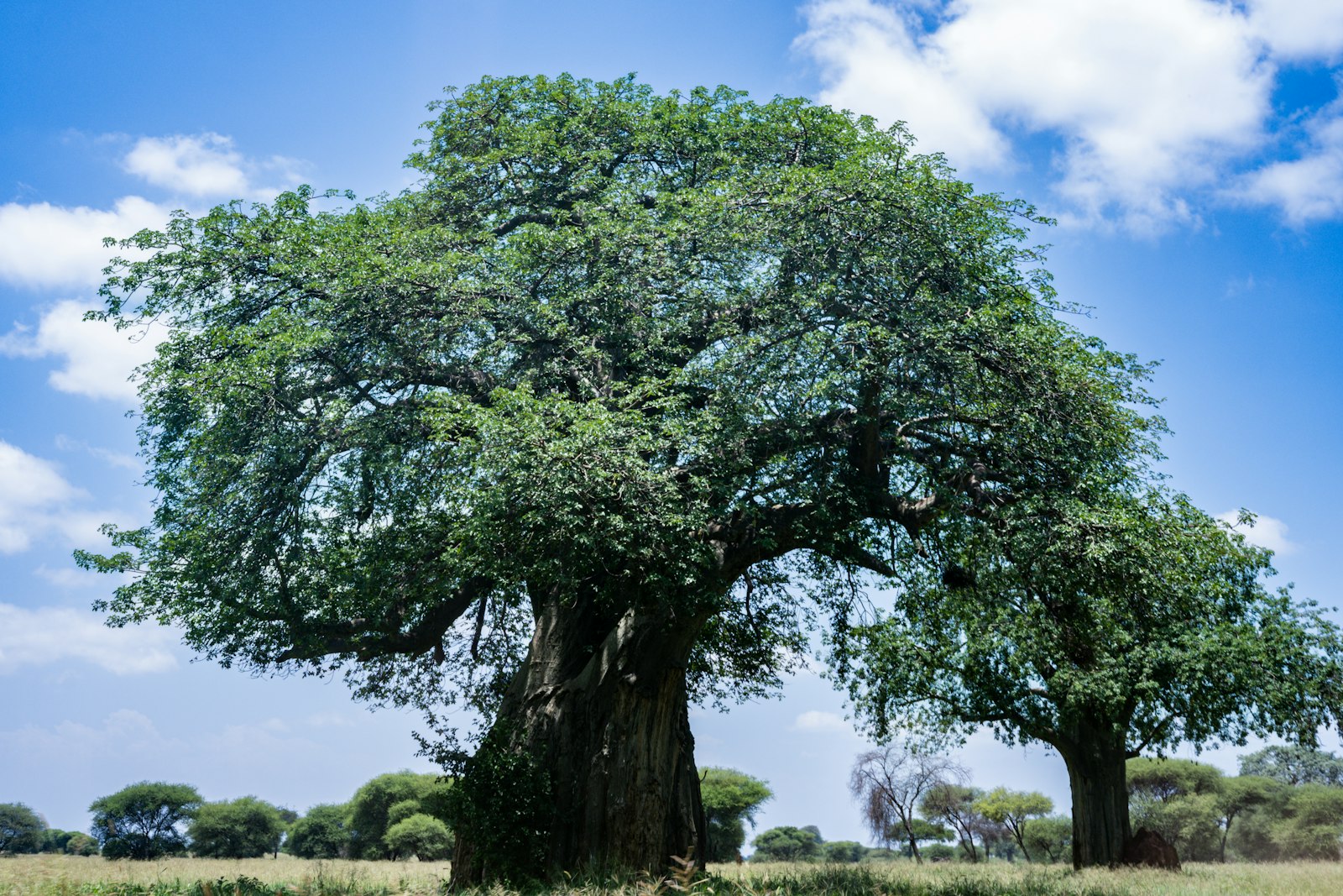 Tree