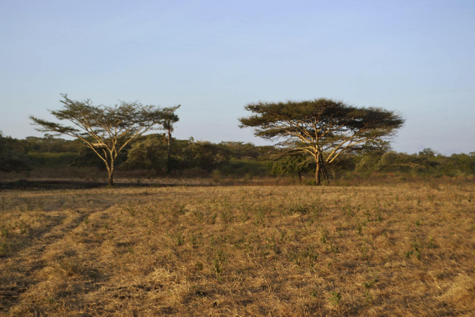 Bush walk