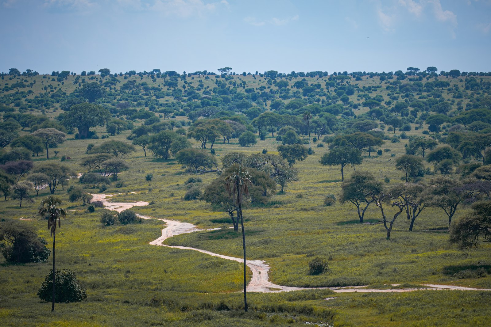 Bush walk
