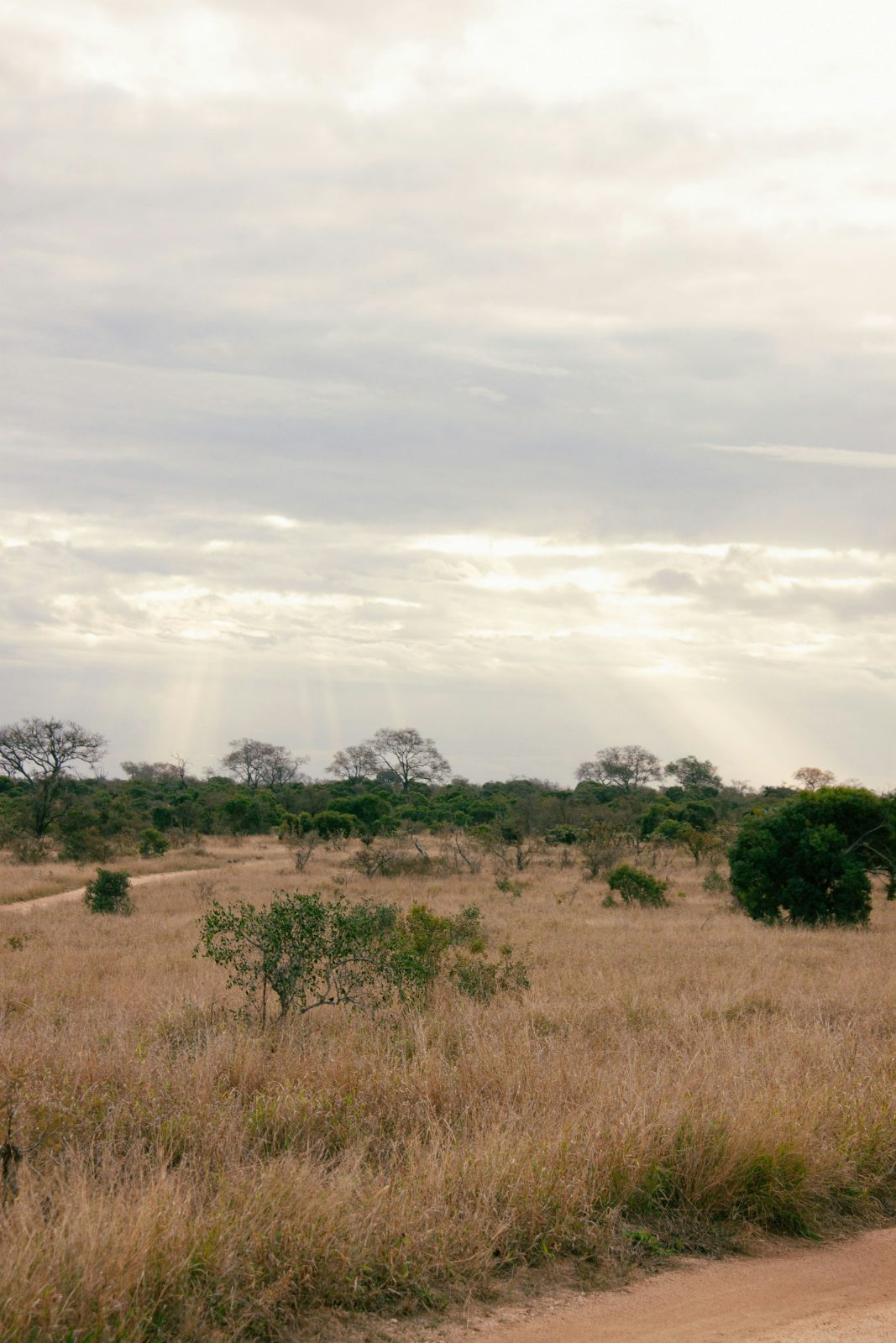 Bush walk