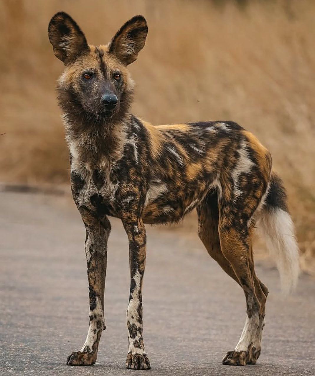 Wild dogs