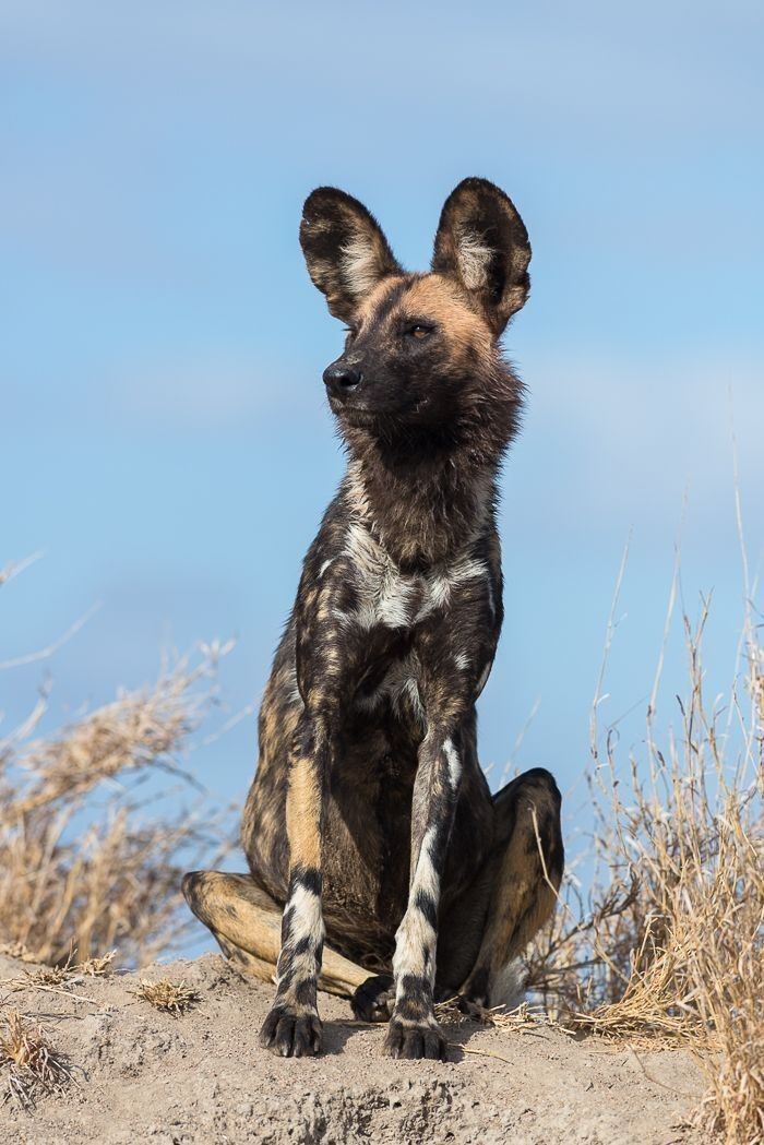 Wild dogs