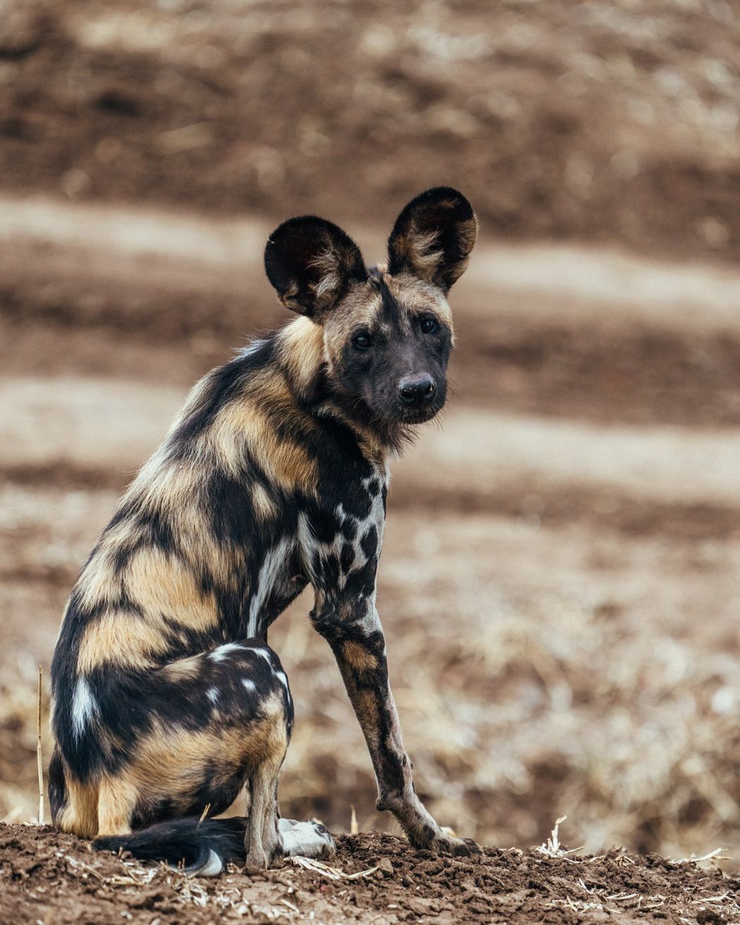 Wild dogs