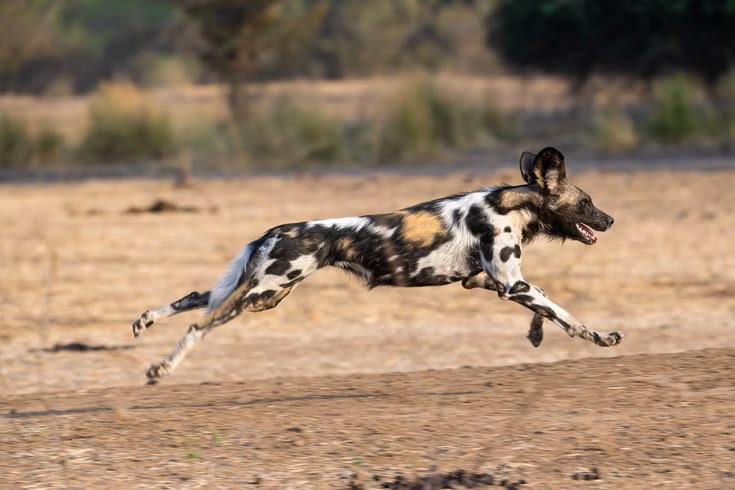 Wild dogs