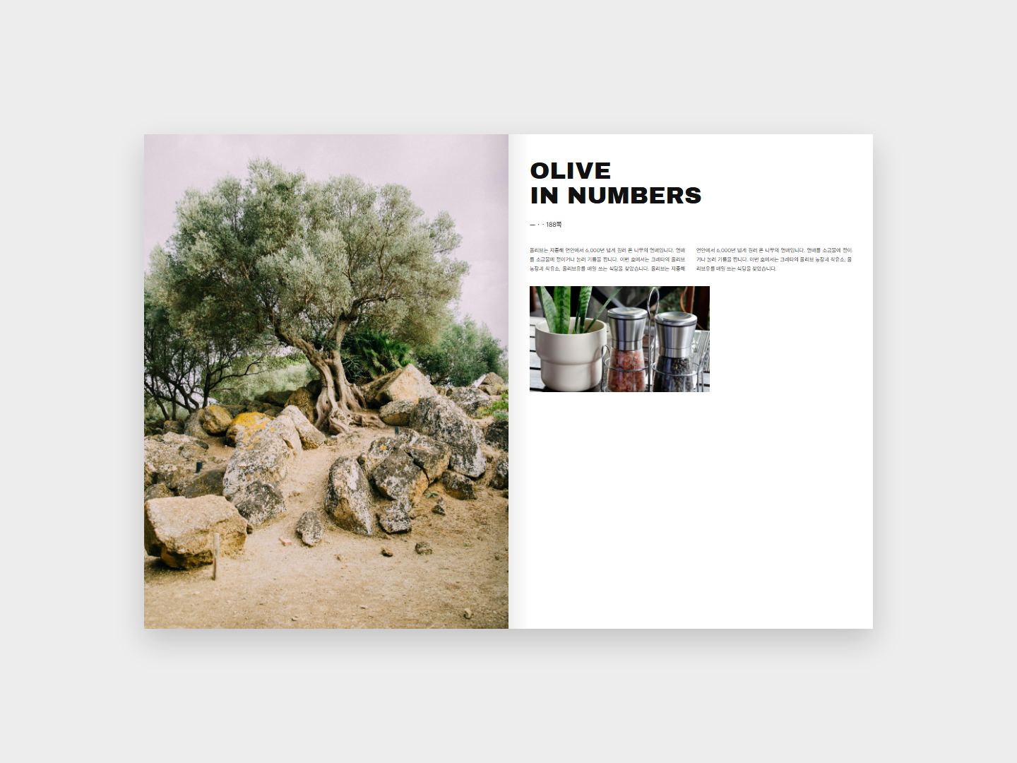 OLIVE 본문 지면
