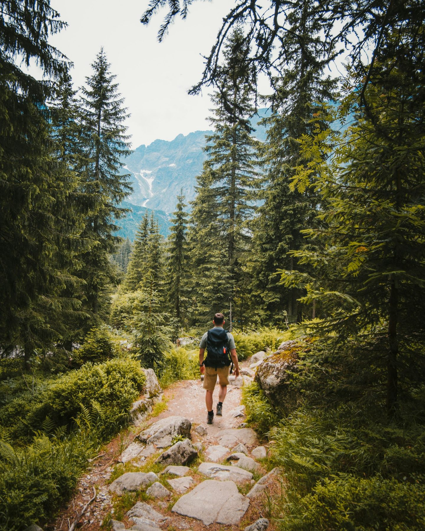 Hiker walking a forest trail