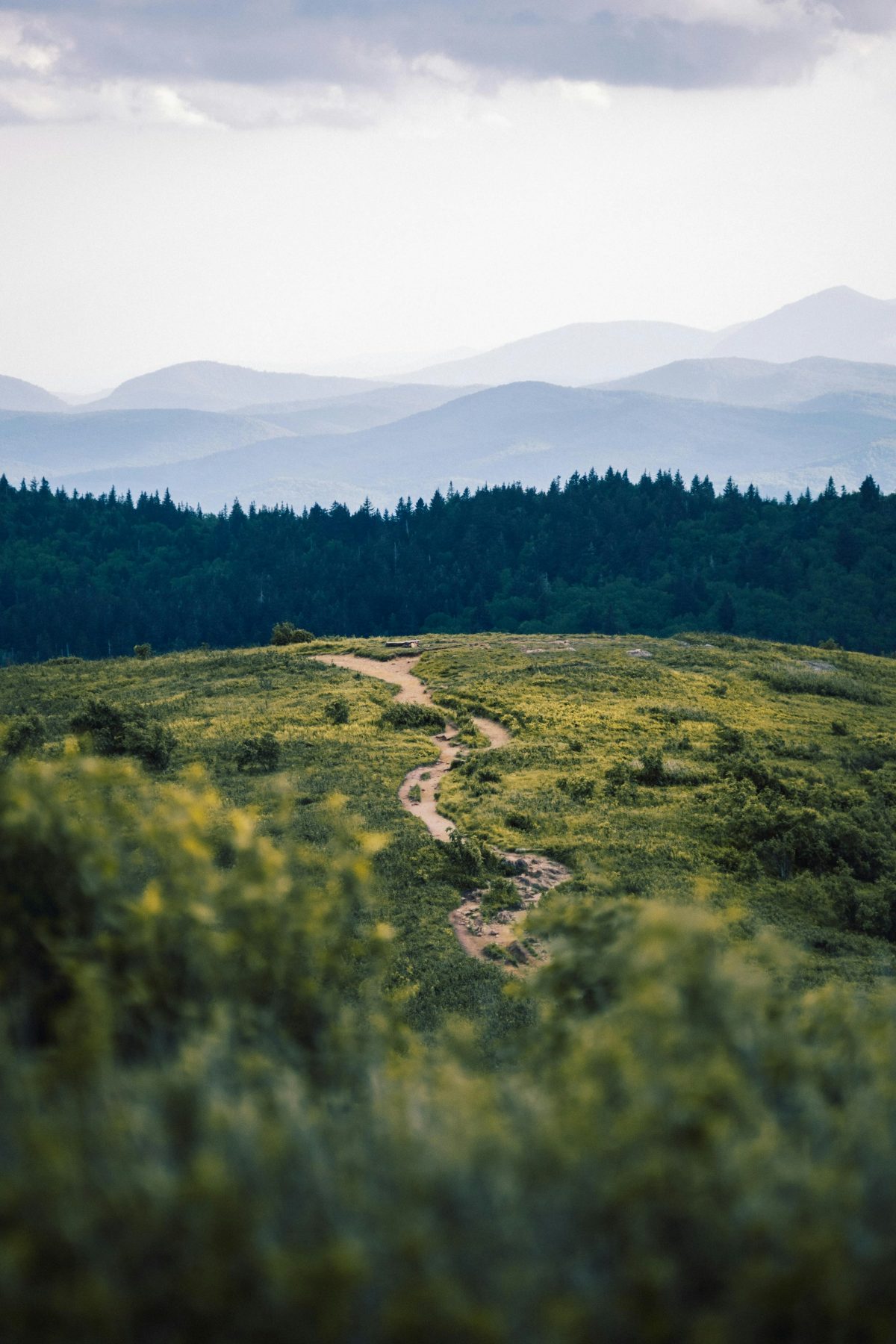 Trail through a green meadow