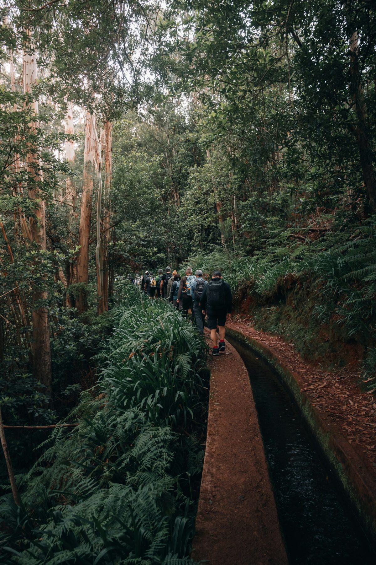 Madeira Levada Walk
