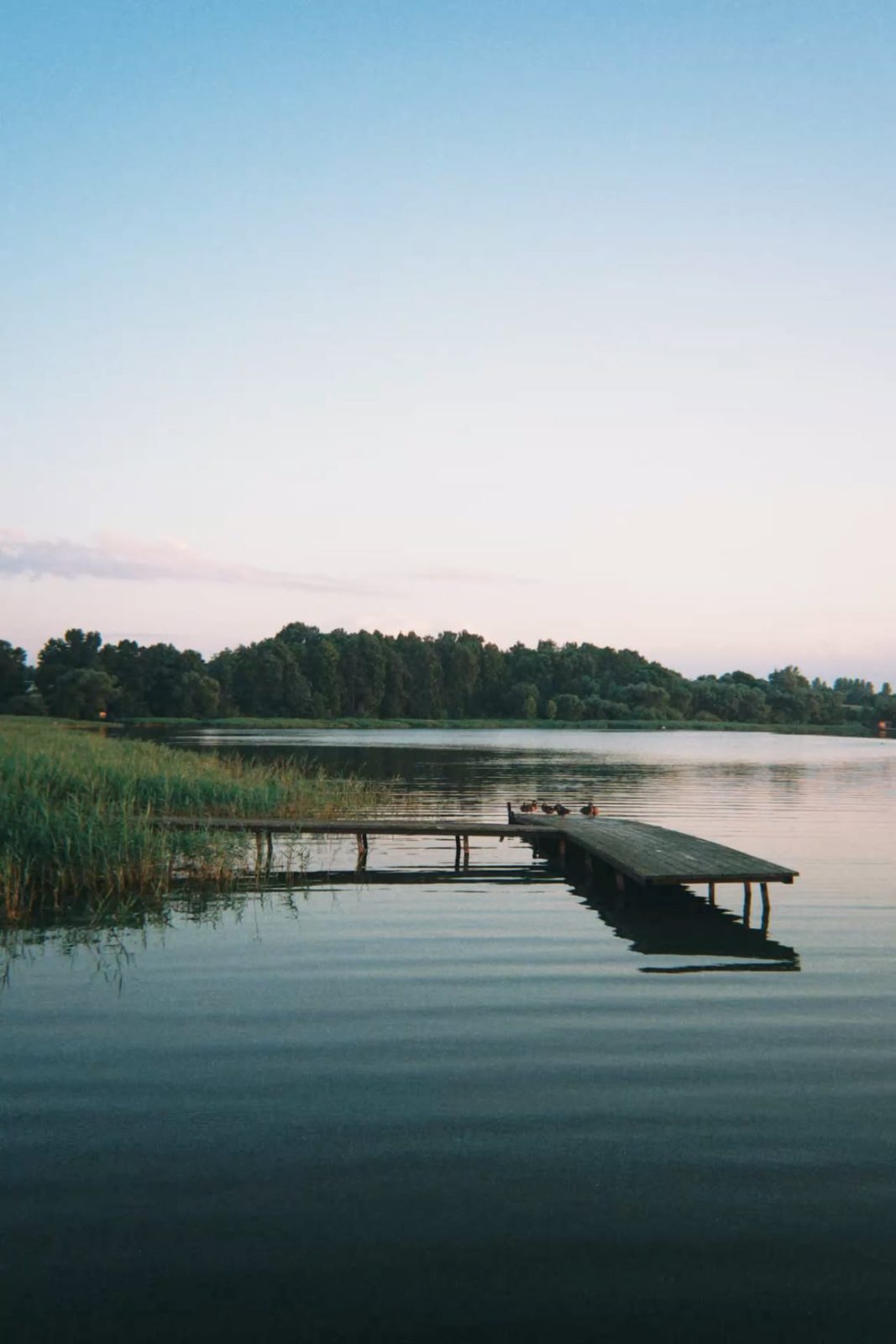 Low jetty among reeds on a calm lake at dusk