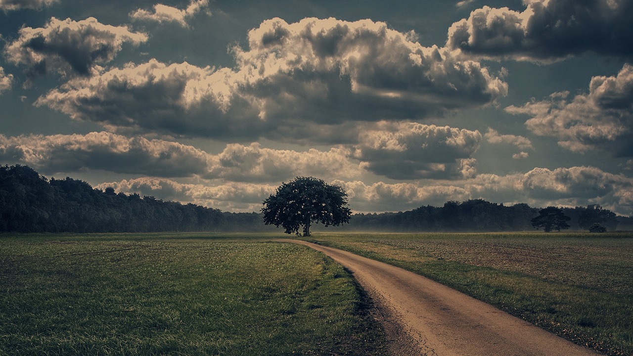 Field road and a single tree under heavy clouds