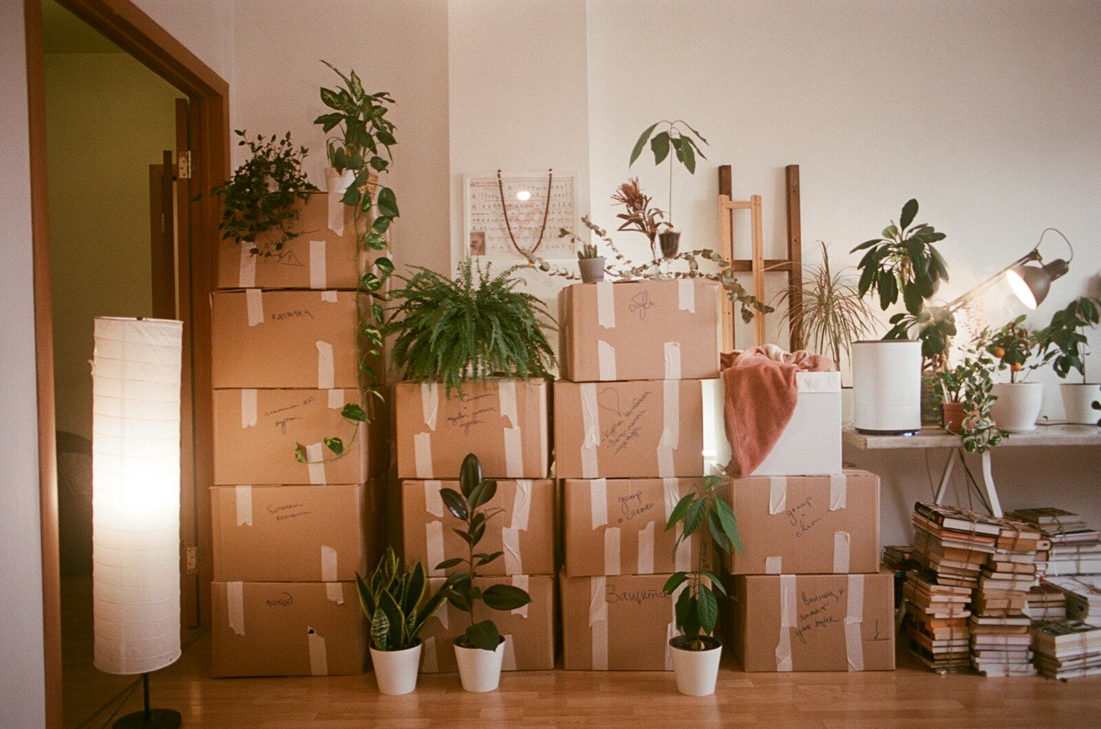 Taped cardboard boxes stacked against a wall, plants in front of them